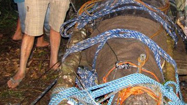 Photo taken Sunday shows giant saltwater crocodile that was captured by residents and crocodile farm staff in a remote region of the Philippines 