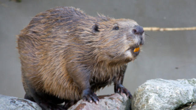 beaver-istock.jpg 