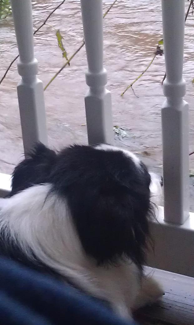 from-dina-hurwitz-dogs-view-of-the-flooding-in-warrington.jpg 
