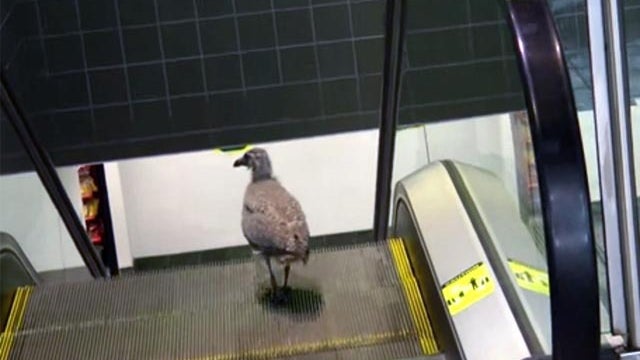 bird on escalator` 