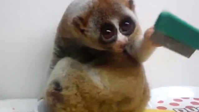 slow loris hair brush 