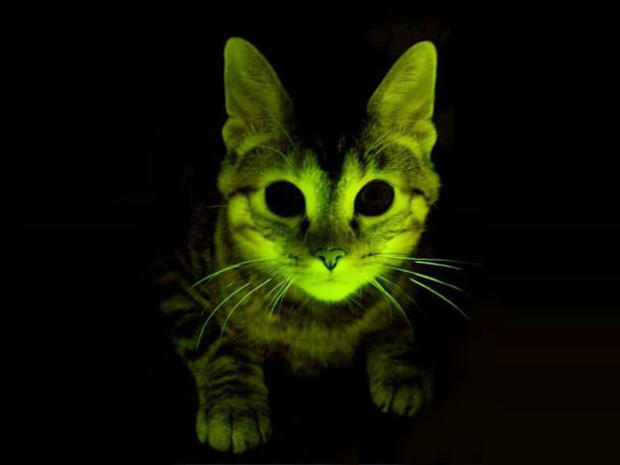glow, cat, 4x3 