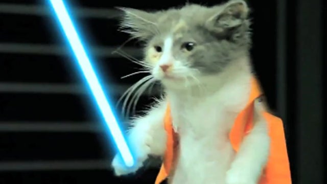 Jedi_Kittens_Strike_Back_copy_1.jpg 