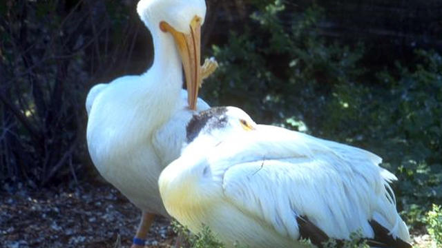 white-pelican.jpg 