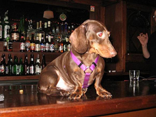 Dogs at The Brendan Behan Pub 
