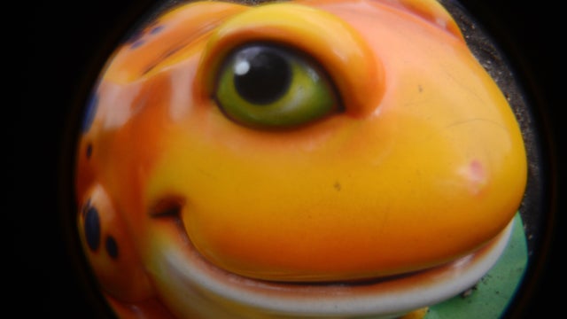 fisheye_frog.jpg 
