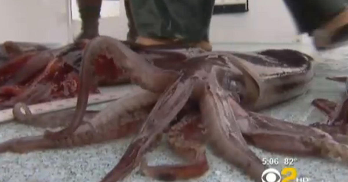 Giant squid carcasses invade Calif. coastline - CBS News