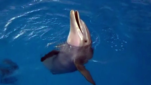 ent_dolphin0922.jpg 