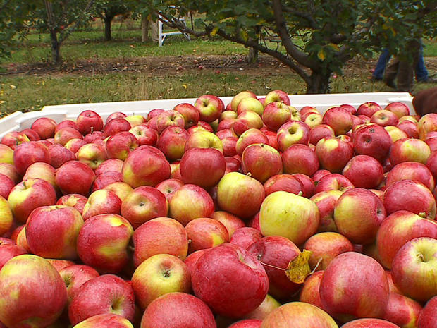 Best Of MN: Hitting The Apple Orchard 