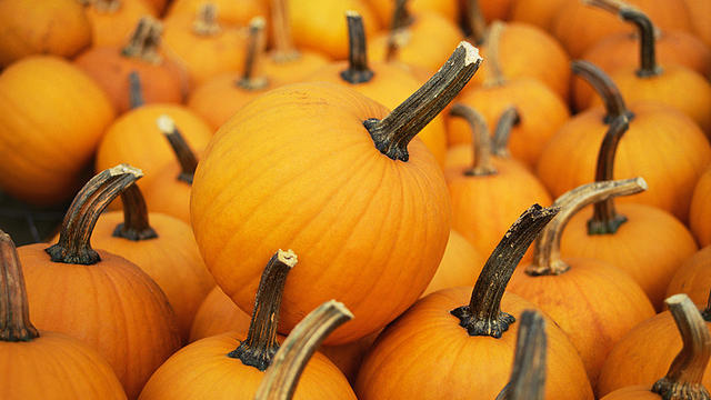 pumpkins-generic.jpg 