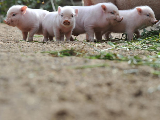 Cute Baby Animals: Piglets 