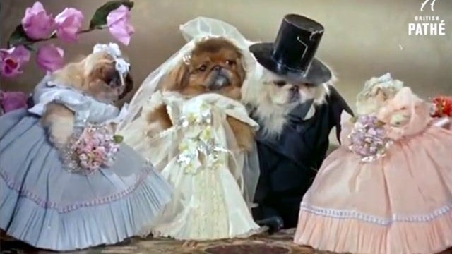 dog wedding 1956 