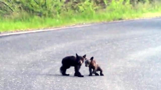 baby bears fighting in yosemite 