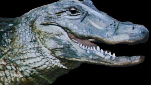 alligator_head.jpg 