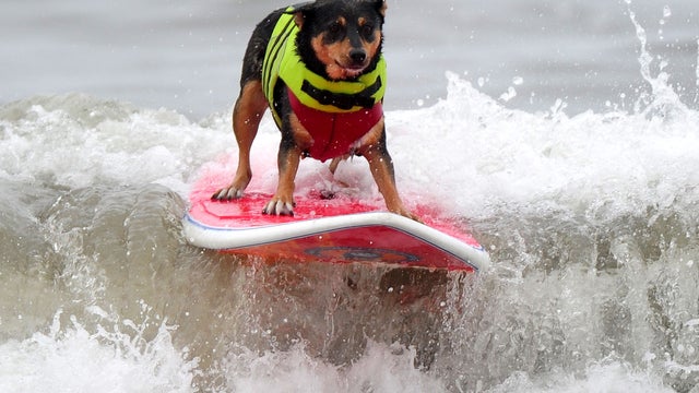 Dog surfing 2011 