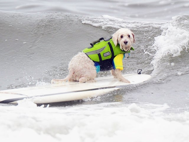 Dog surfing 2011 