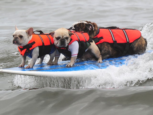 Dog surfing 2011 