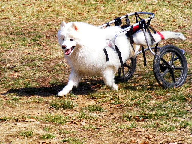 dogsonwheels2.jpg 
