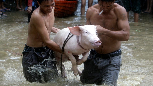 Residents carry a pig as they wade through a street flooded by Typhoon Nesat in suburban San Mateo, Philippines, Sept. 27, 2011. Manila residents waded through waist-deep floodwaters, dodging branches and flying debris as the powerful typhoon sent surging 