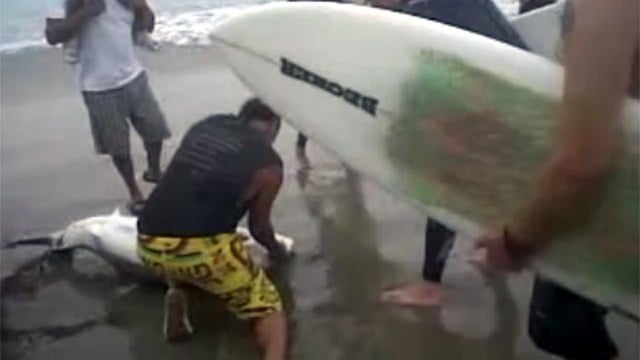 surfers save shark 