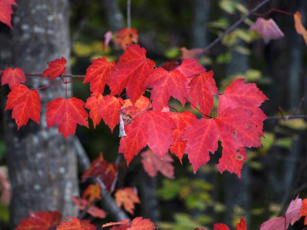 red-leaves.jpg 