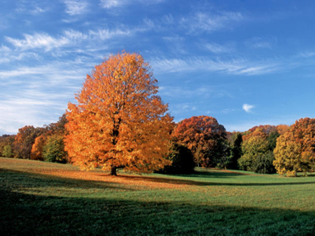Fall Landscape 