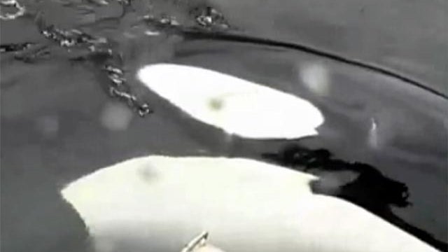 luna the orca talks to motor boat 