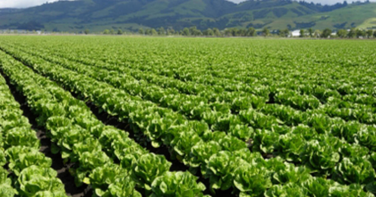 California Lettuce Recall Spreads To 19 States, Canada CBS Los Angeles