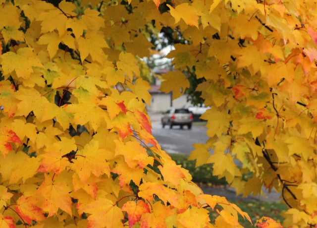 Fall_Foliage_AP110926117059.jpg 