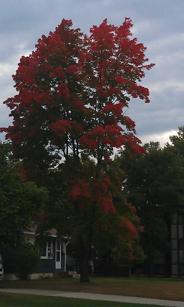fall-colors-brooklyn-center.jpg 