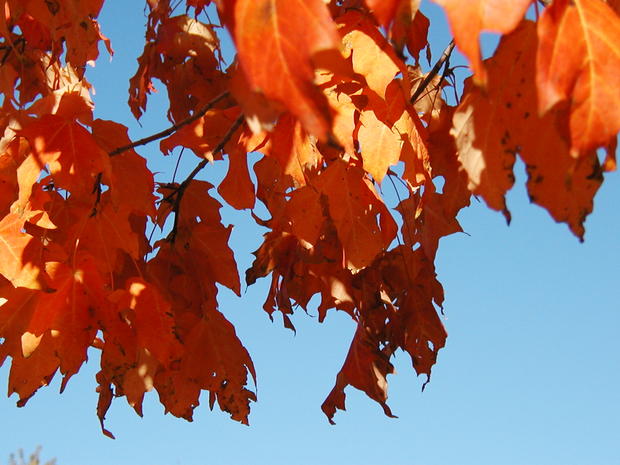 fall-colors-rochester.jpg 