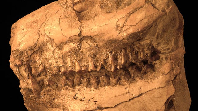 Merycoidodon_Skull_nebraska.jpg 
