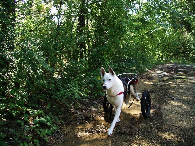 Duke-trailwalking.jpg 