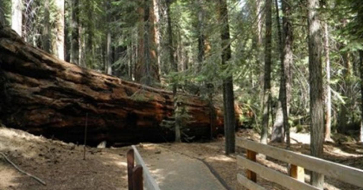 2 Giant Trees Fall In Sequoia National Forest Cbs San Francisco 