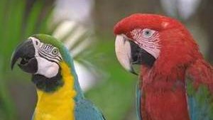 parrots_-_stanford-kcbs.jpg 