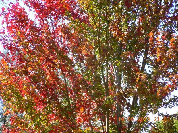 fall-colors-vadnais-heights.jpg 