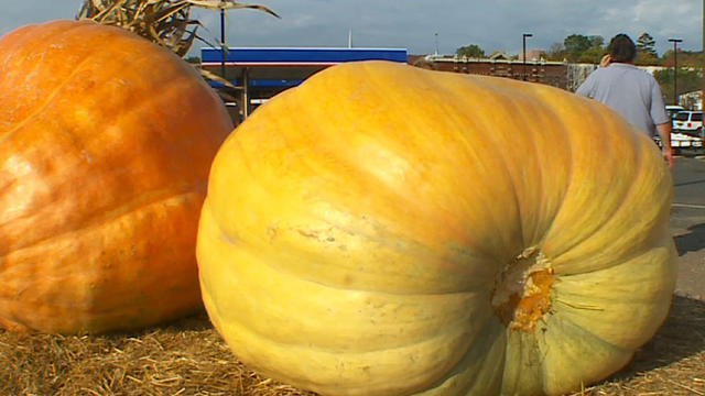gaint-pumpkins.jpg 