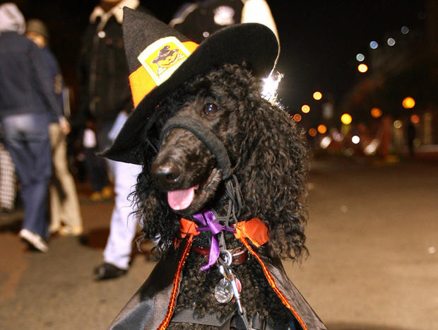A dog gets ready for Halloween with a witch hat. 