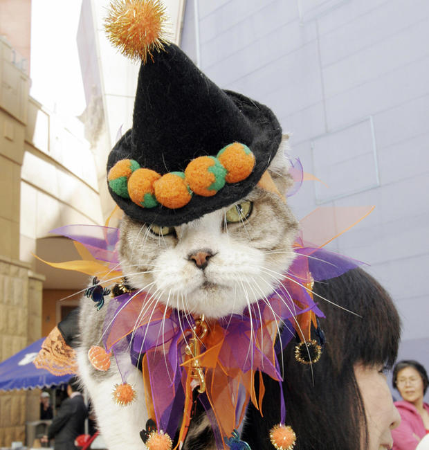 Pet-Friendly Costumes For Halloween 