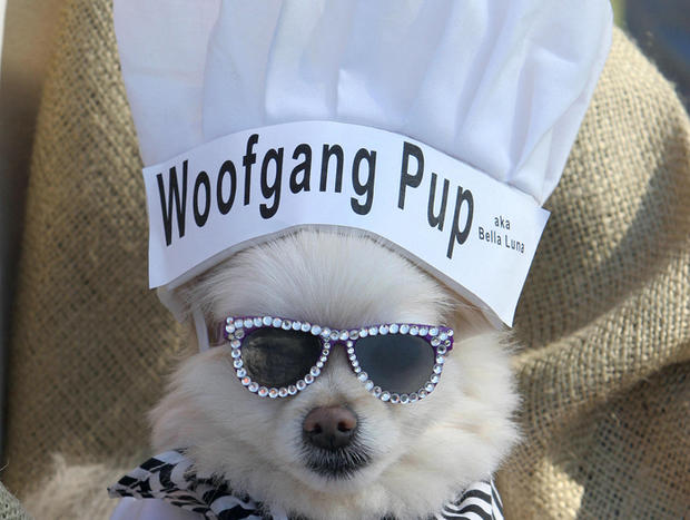 dog-as-wolfgang-puck-photo-by-robyn-beckafpgetty-images.jpg 