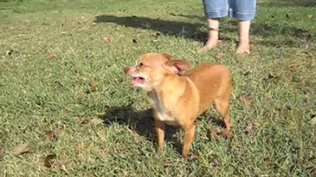 Chihuahua_Sneezing_copy.jpg 