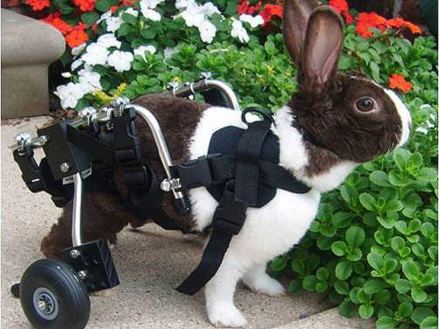 Paralyzed pets rock their wheels: 30 awesome animals