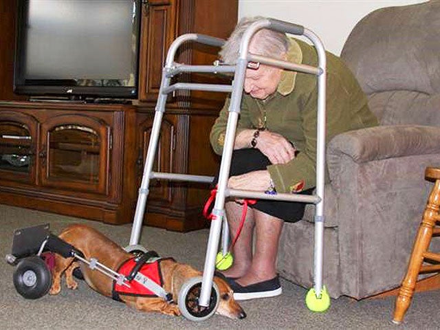 Paralyzed pets rock their wheels 30 awesome animals