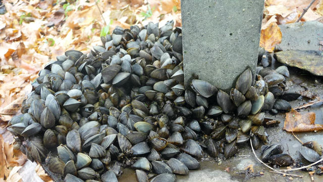 zebra-mussels-lake-irene.jpg 