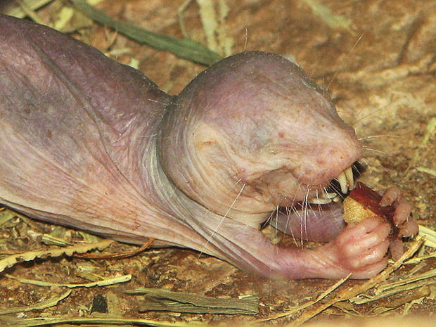 naked mole rat, longevity 