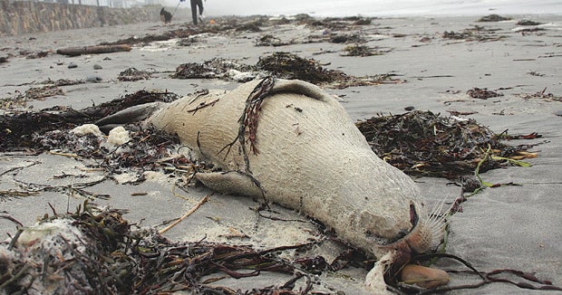 Bird flu blamed for deaths of New England seals Can H3N8 strain spread to humans? CBS News