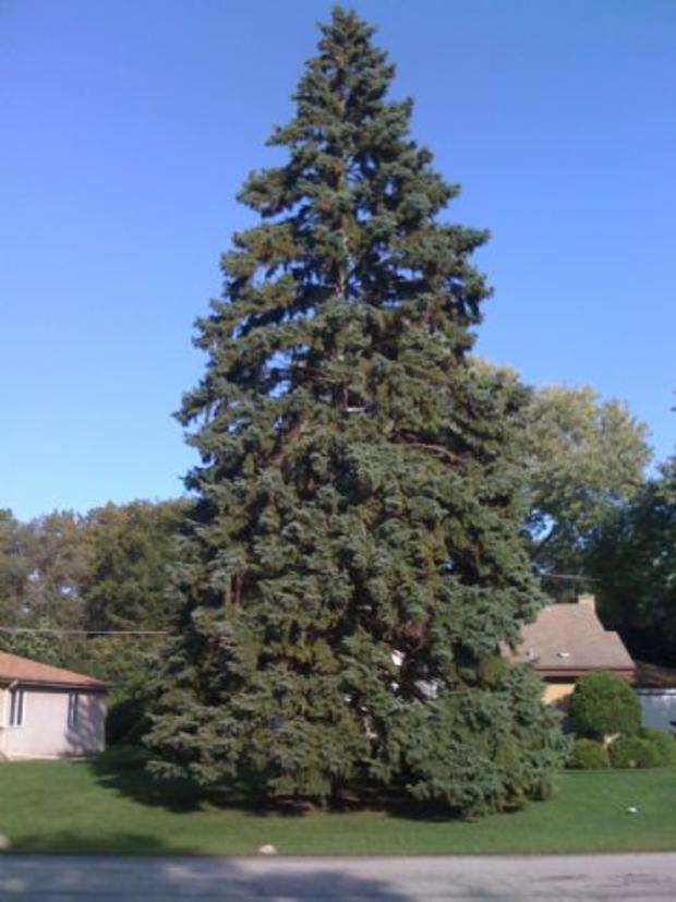 Christmas Tree Trudel Large 