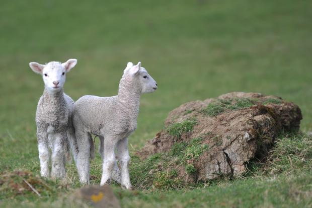 lambs1.jpg 
