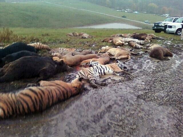 Animal bodies are seen scattered near a barn at the Muskingum County Animal Farm, near Zanesville, Ohio, Oct. 19, 2011.