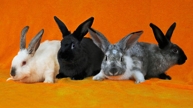 school-bunnies-1018.jpg 